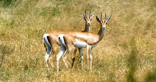 6 Days  Samburu, Lake Nakuru  and Amboseli Safari
